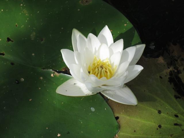 водяная лилия