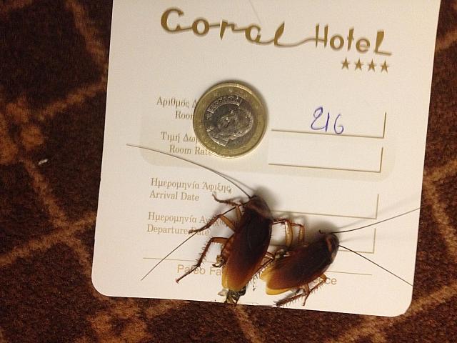 cockroach 2016
