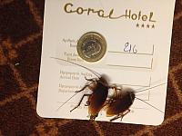 cockroach 2016